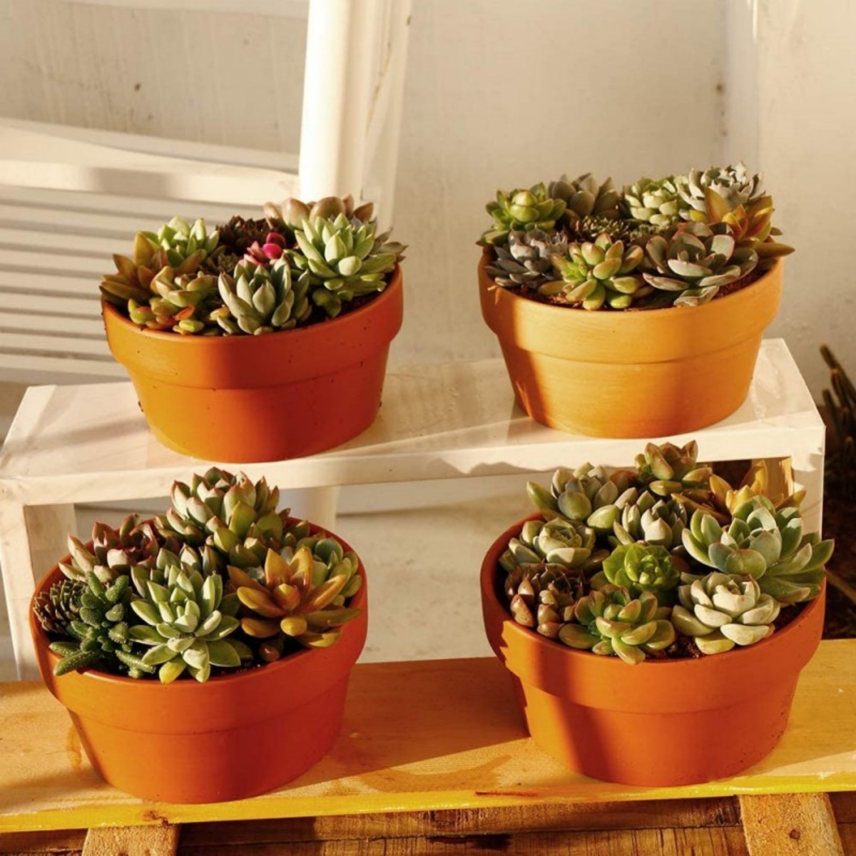 6 szt. Doniczki z terakoty Bul – Cactus Mix Pot recenzja i cena