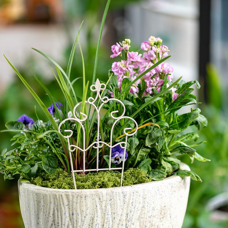 Urocza mini żelazna doniczka z – Succulent Arrangement Mini recenzja i cena