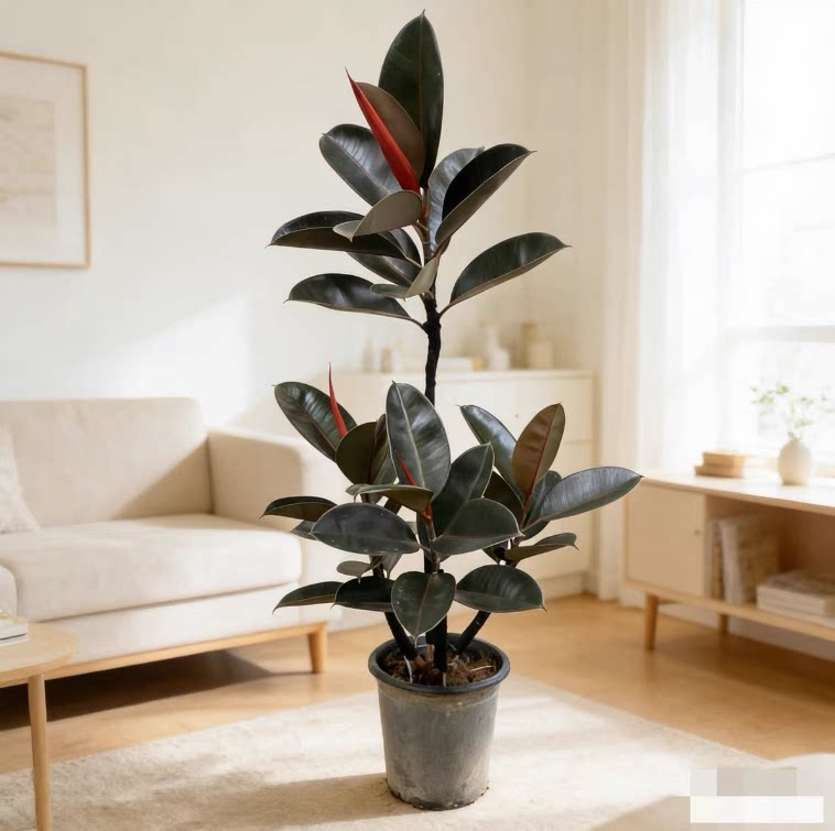 Drzewo gumowe (Ficus Elastica) – Rubber Plant Ficus recenzja i cena