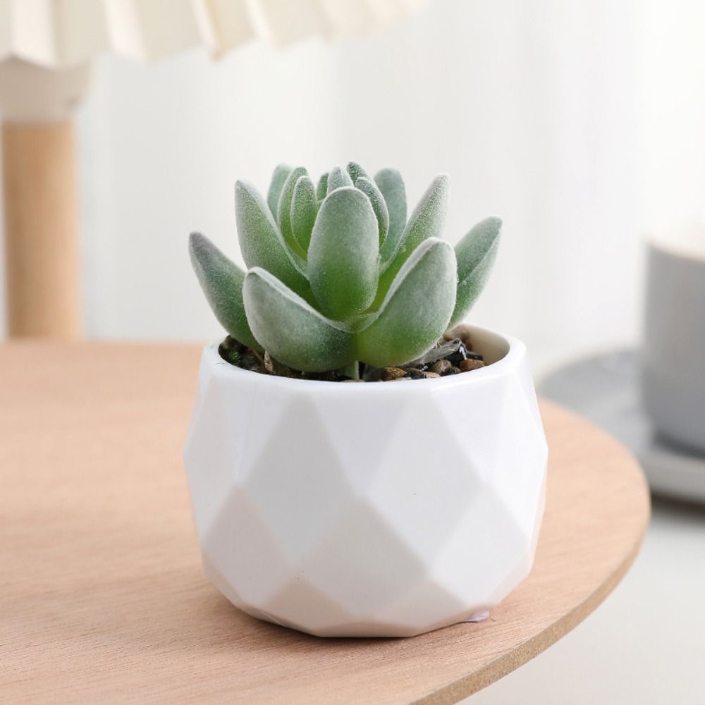 Symulacja Wiecznie zielone szt – Cactus Mix Pot recenzja i cena