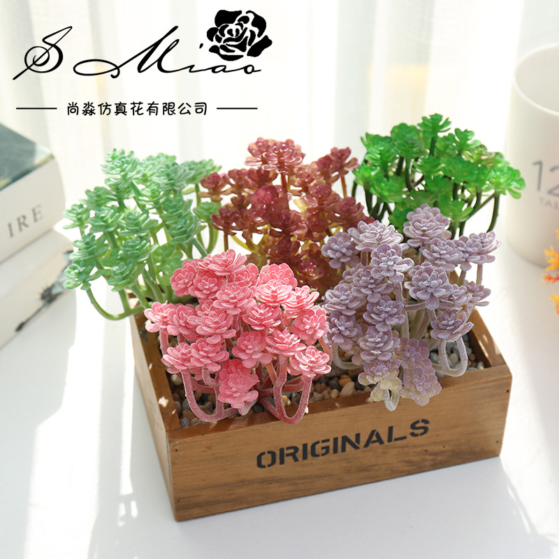 Wusmart duże Xian Ren Ke sztuc – Succulent Arrangement Mini recenzja i cena