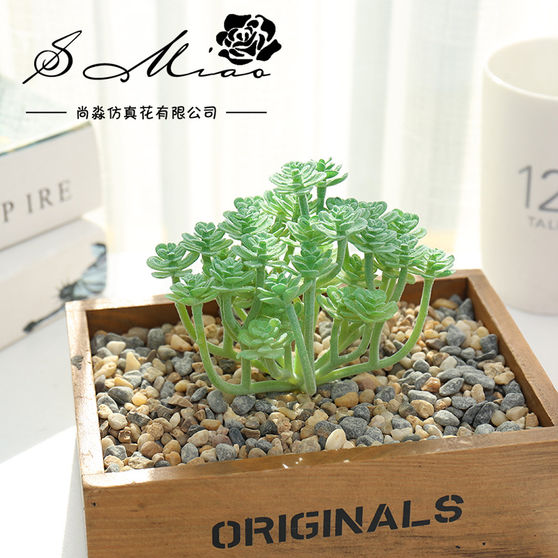Wusmart duże Xian Ren Ke sztuc – Succulent Arrangement Mini recenzja i cena