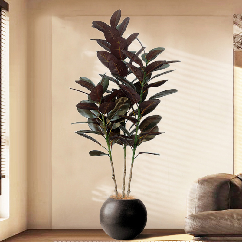 13-70in Duże drzewo figowe Szt – Rubber Plant Ficus recenzja i cena