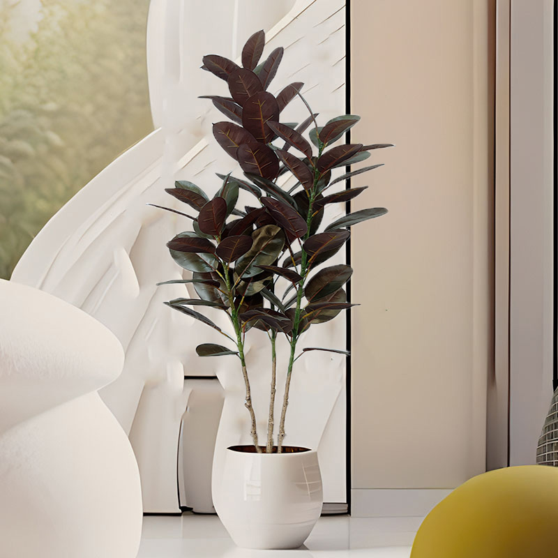 13-70in Duże drzewo figowe Szt – Rubber Plant Ficus recenzja i cena