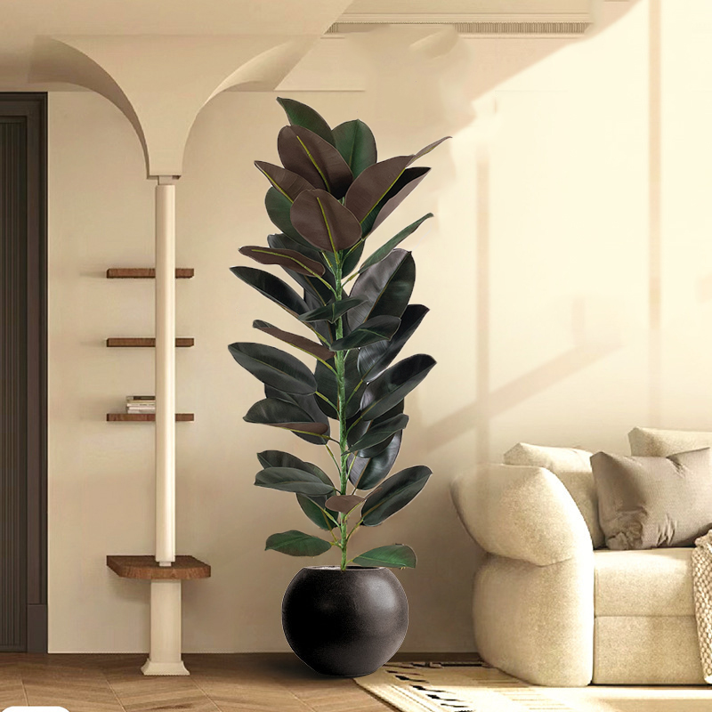 13-70in Duże drzewo figowe Szt – Rubber Plant Ficus recenzja i cena