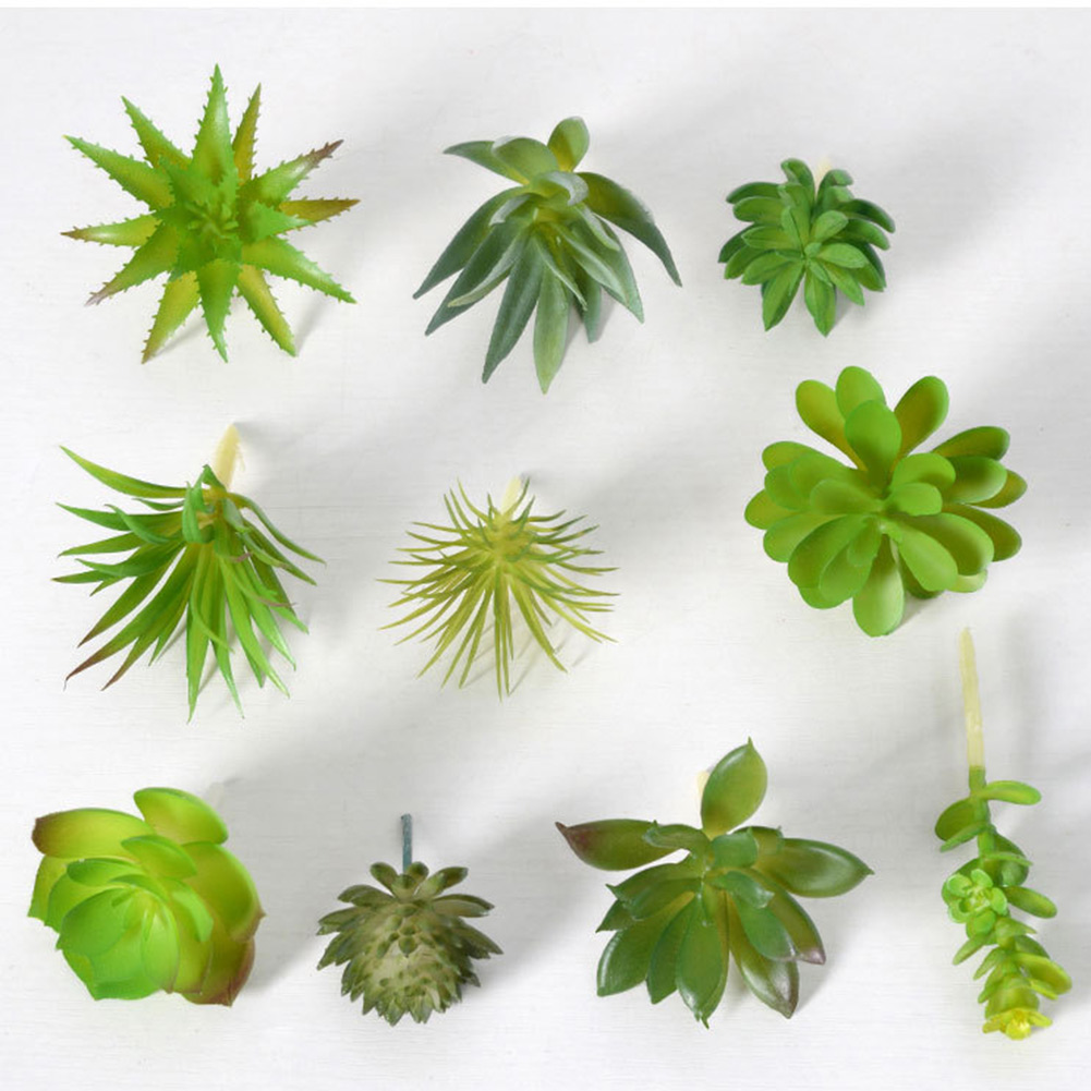 Urocze mini bonsai, sukulentow – Succulent Arrangement Mini recenzja i cena