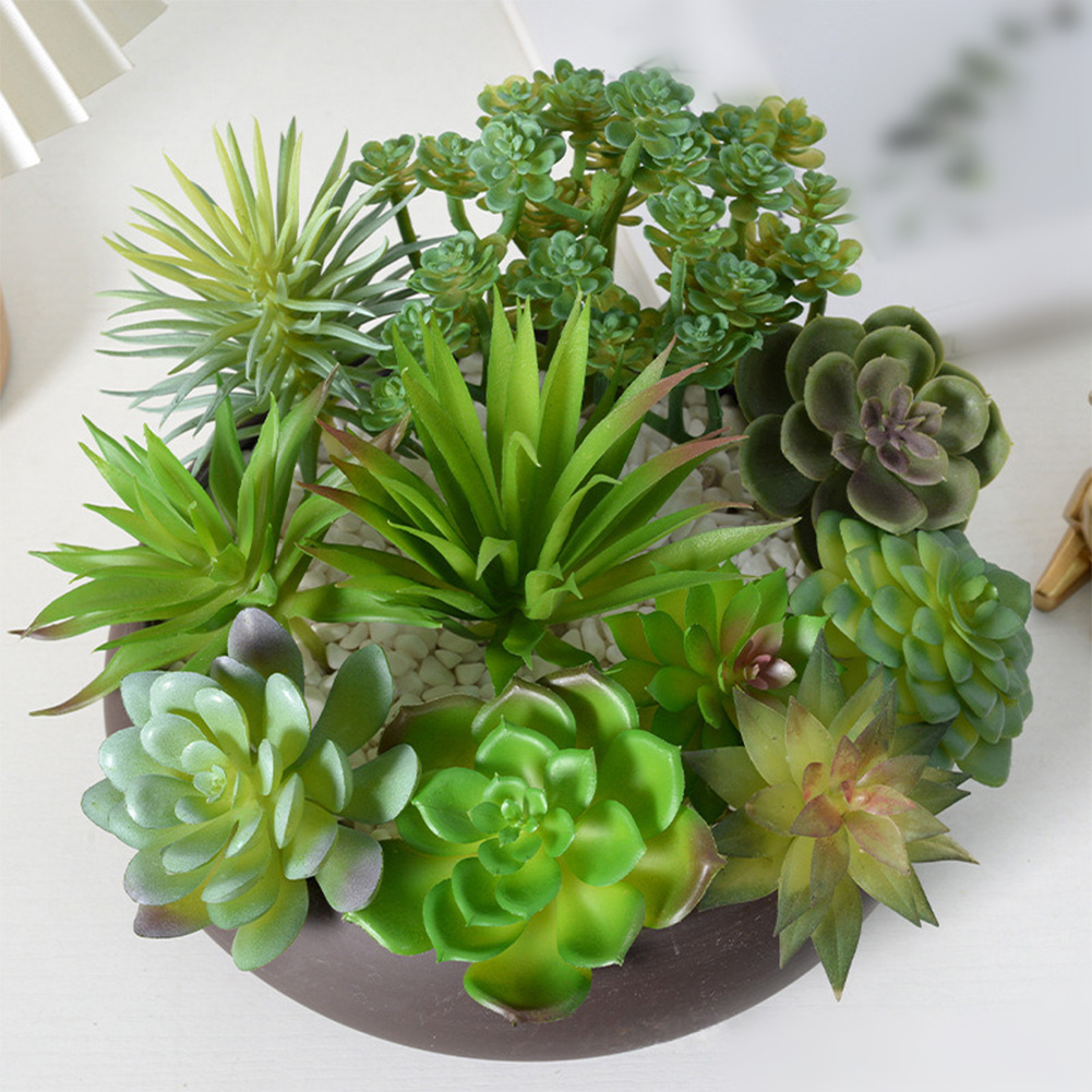 Urocze mini bonsai, sukulentow – Succulent Arrangement Mini recenzja i cena