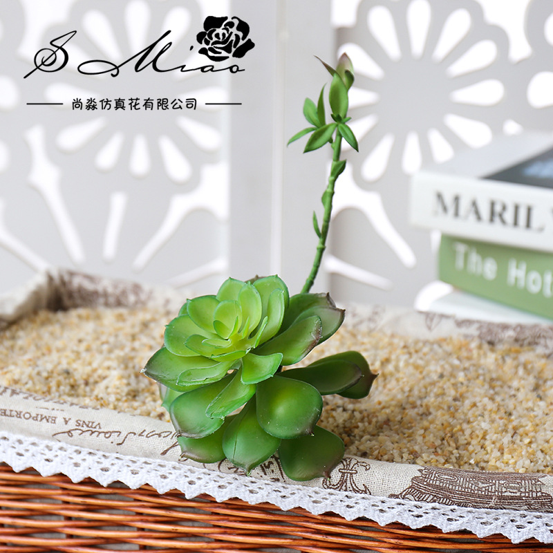 Wusmart Zhong Shi Lian Duże Sz – Succulent Arrangement Mini recenzja i cena