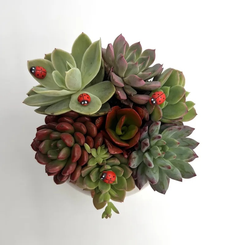 Miniaturowa figurka biedronki  – Succulent Arrangement Mini recenzja i cena